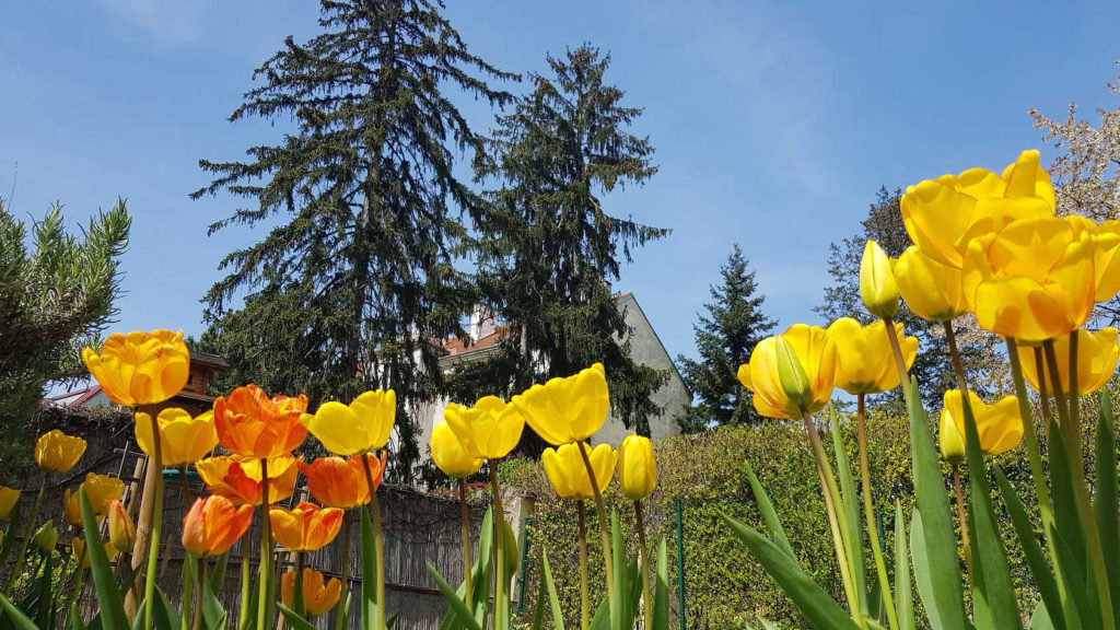 Garten mit Pool bei ruhiger Ferienwohnung in Wien nahe Schönbrunn